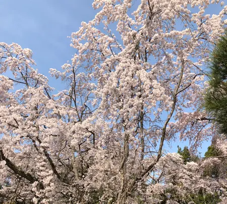 醍醐寺の写真・動画_image_371484
