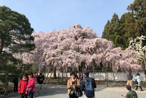 醍醐寺の写真・動画_image_371485