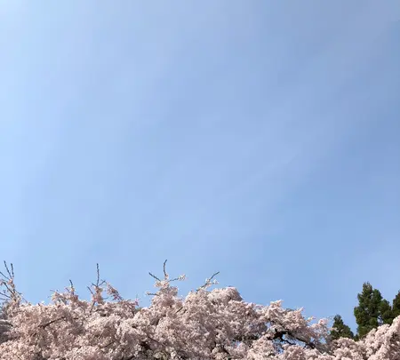 醍醐寺の写真・動画_image_371487