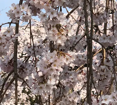 醍醐寺の写真・動画_image_371488