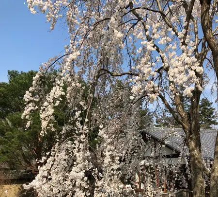 醍醐寺の写真・動画_image_371489