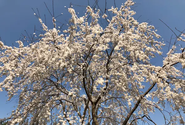 醍醐寺の写真・動画_image_371491