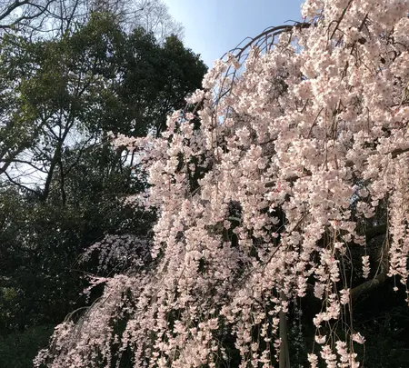 醍醐寺の写真・動画_image_371492
