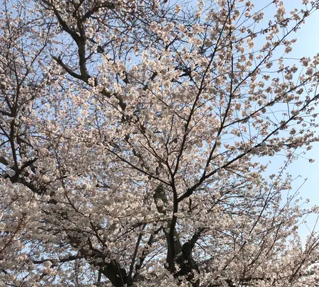 醍醐寺の写真・動画_image_371493