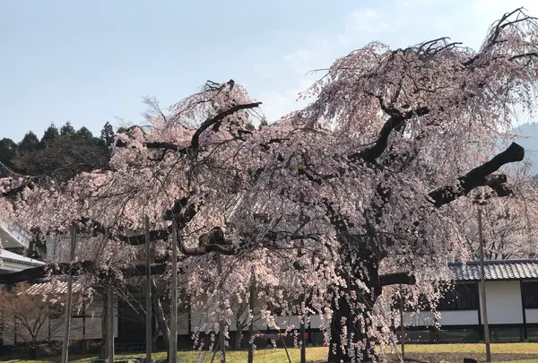 醍醐寺の写真・動画_image_371494