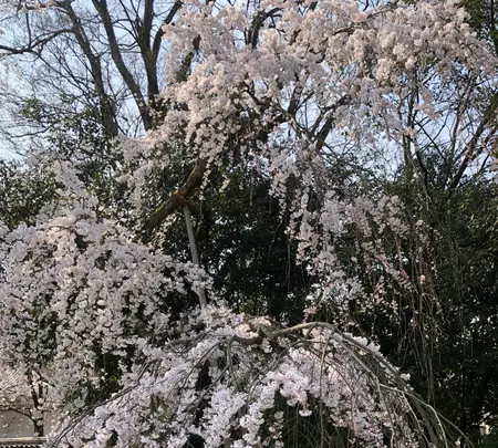 醍醐寺の写真・動画_image_371495