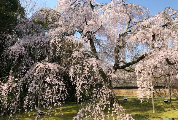 醍醐寺の写真・動画_image_371496