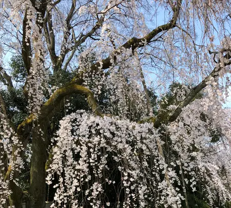 醍醐寺の写真・動画_image_371497