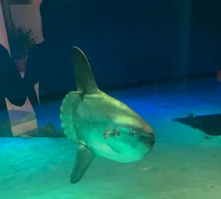 志摩マリンランドの写真・動画_image_371529