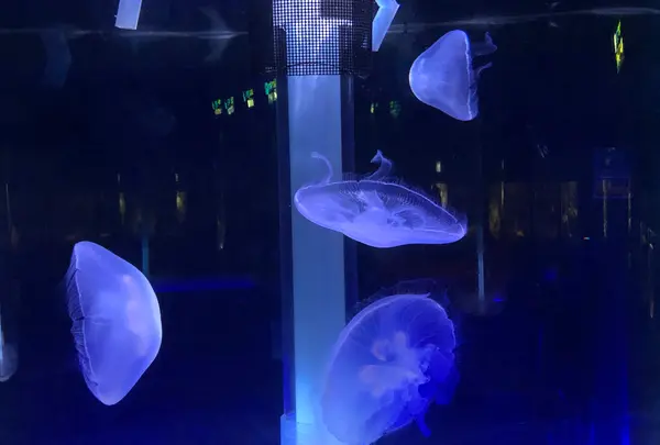 志摩マリンランドの写真・動画_image_371530