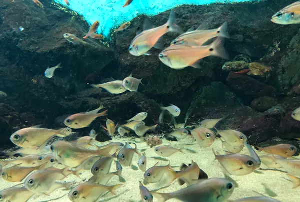 志摩マリンランドの写真・動画_image_371532