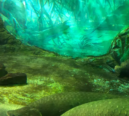 志摩マリンランドの写真・動画_image_371534