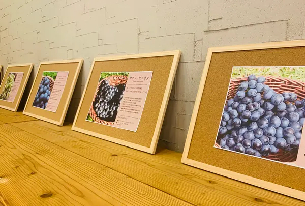 せらワイナリーの写真・動画_image_371753