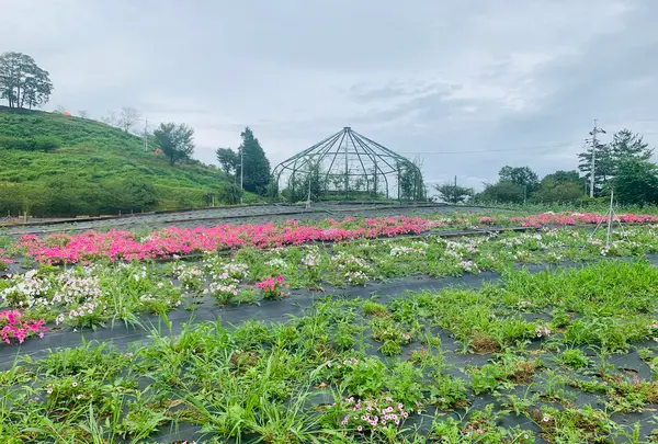 花の駅せらの写真・動画_image_371788