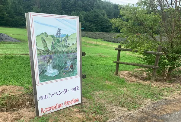 香山ラベンダーの丘の写真・動画_image_371818