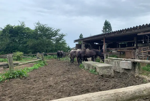 世羅高原ファームランド ジェラート工房 Donnaの写真・動画_image_371880