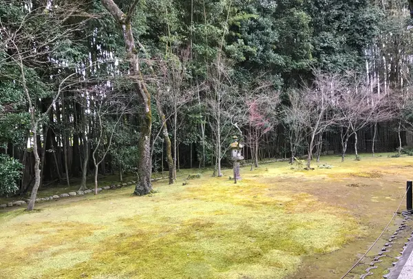 高桐院の写真・動画_image_372350