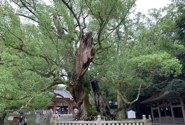 大山祇神社の写真・動画_image_372626
