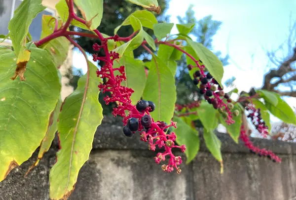 今井町の町並みの写真・動画_image_372638