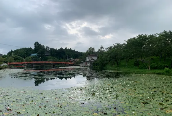 上野池の写真・動画_image_372646