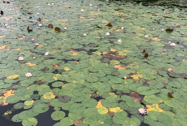 上野池の写真・動画_image_372650