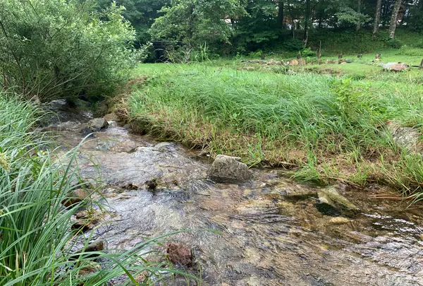 ひろしま県民の森の写真・動画_image_372675