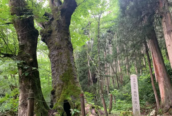 熊野の大トチの写真・動画_image_372681