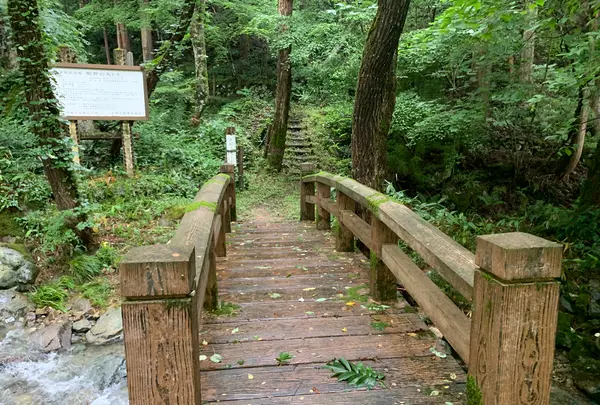 熊野の大トチの写真・動画_image_372683