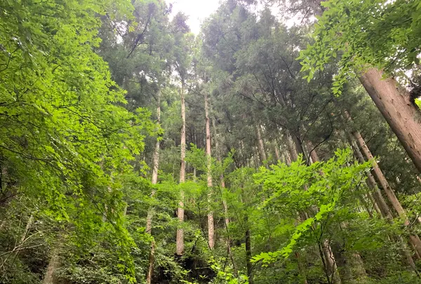 熊野の大トチの写真・動画_image_372684