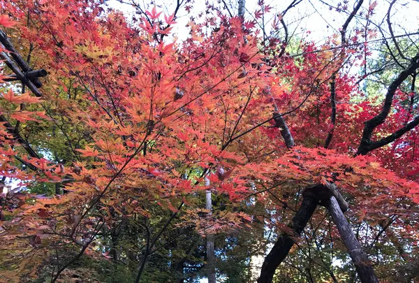 龍安寺の写真・動画_image_372968