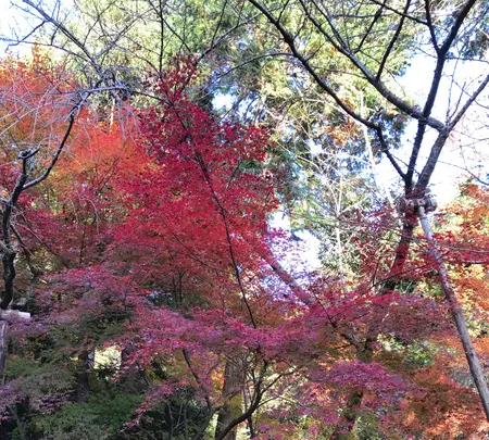 龍安寺の写真・動画_image_372969
