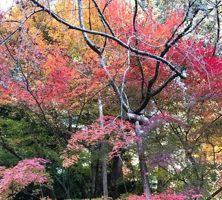 龍安寺の写真・動画_image_372970