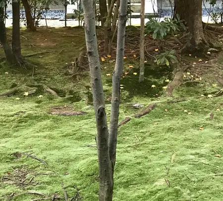 龍安寺の写真・動画_image_372979