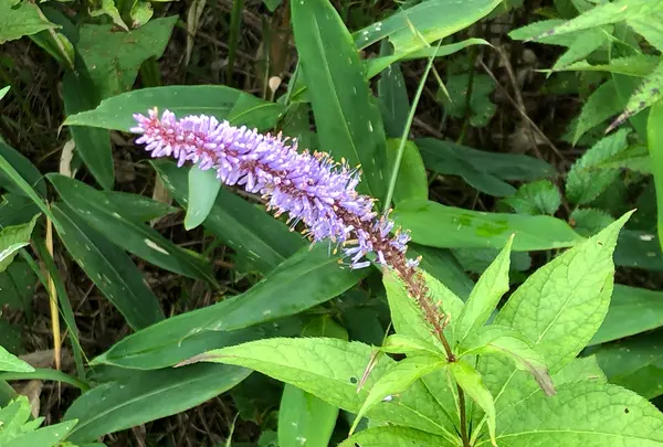 八島ヶ原湿原の写真・動画_image_373636