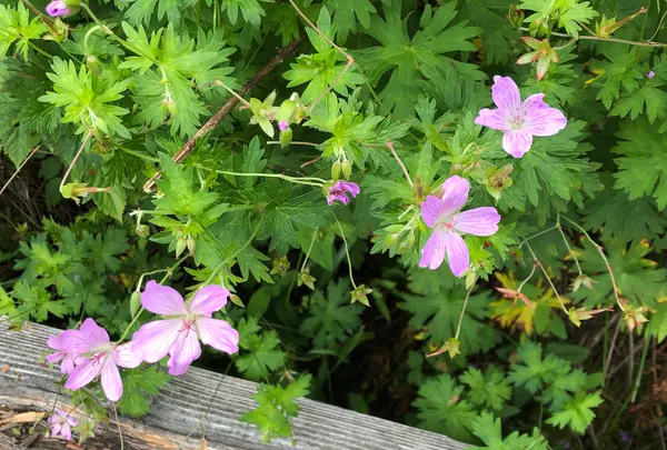 八島ヶ原湿原の写真・動画_image_373637