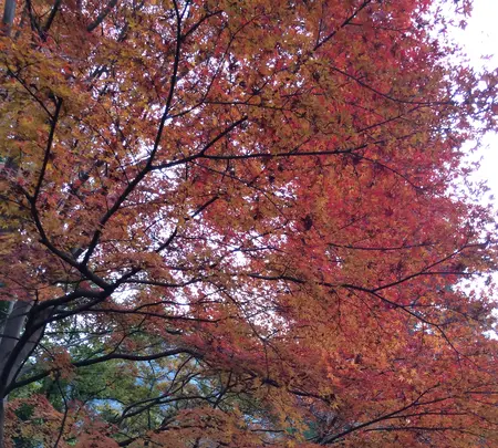 長谷寺の写真・動画_image_373756