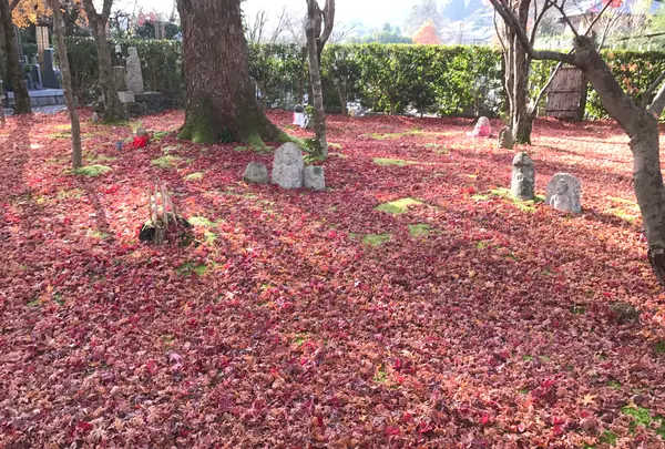 化野念仏寺の写真・動画_image_374143