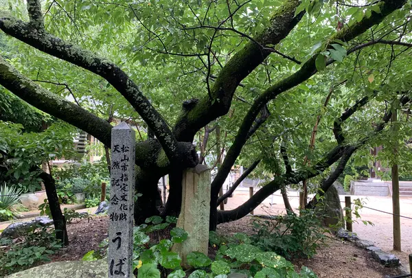 大宝寺の写真・動画_image_375547