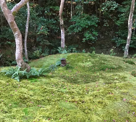 祇王寺の写真・動画_image_375853