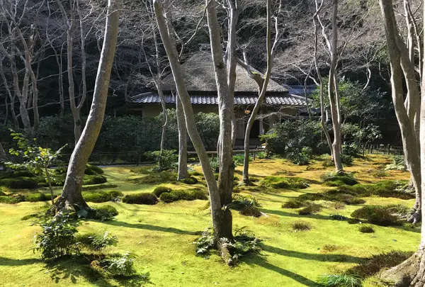 祇王寺の写真・動画_image_375863