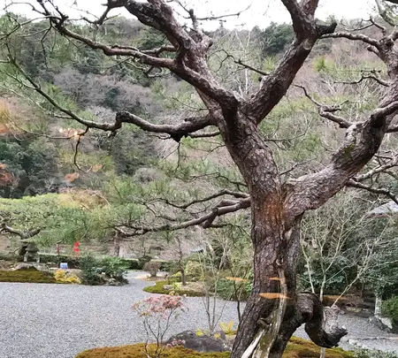 翠嵐 ラグジュアリーコレクションホテル 京都の写真・動画_image_375882