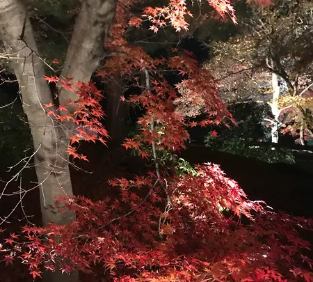 宝厳院の写真・動画_image_375904