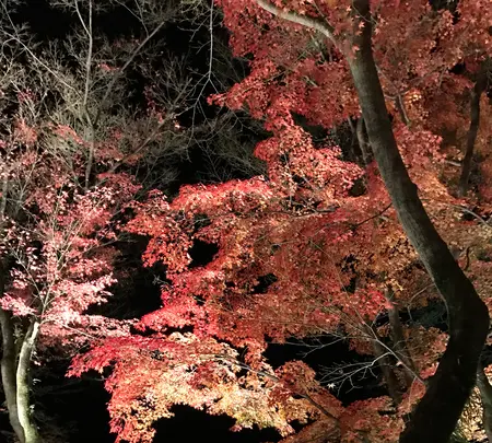 宝厳院の写真・動画_image_375906