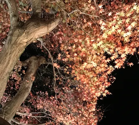 宝厳院の写真・動画_image_375908