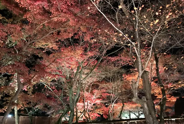 宝厳院の写真・動画_image_375911