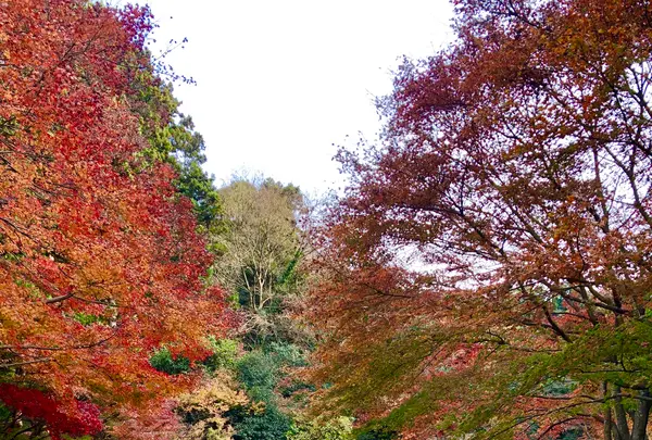 明月院（あじさい寺）の写真・動画_image_377185