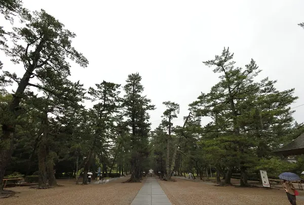 出雲大社の写真・動画_image_377400