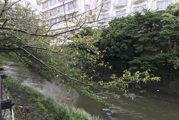 東海館の写真・動画_image_377733