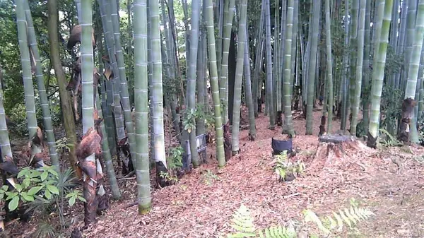 高台寺の写真・動画_image_377920