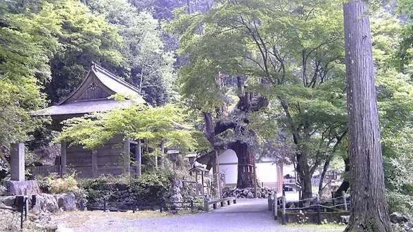 大悲山峰定寺の写真・動画_image_377957